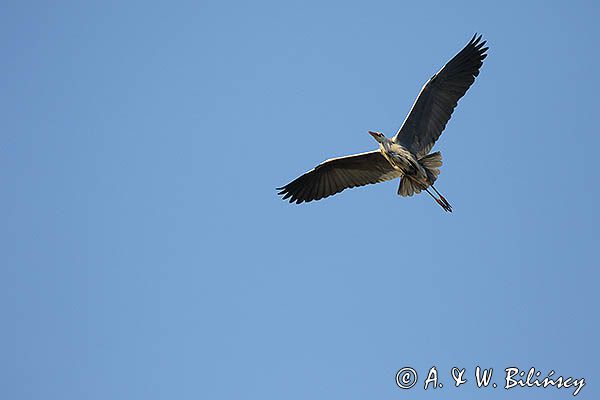 czapla siwa Ardea cinerea