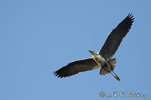 czapla siwa Ardea cinerea