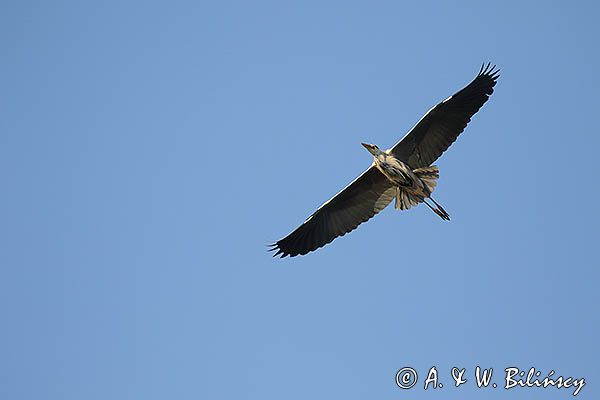 czapla siwa Ardea cinerea