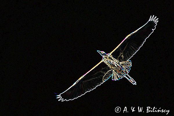 czapla siwa Ardea cinerea