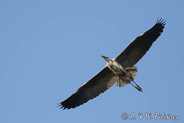 czapla siwa Ardea cinerea