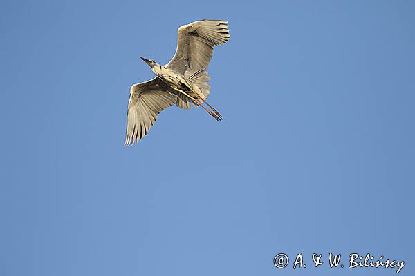 czapla siwa Ardea cinerea