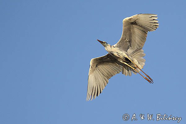 czapla siwa Ardea cinerea