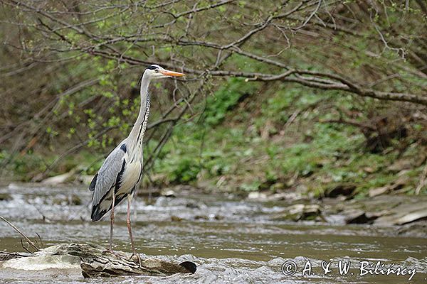 czapla siwa Ardea cinerea