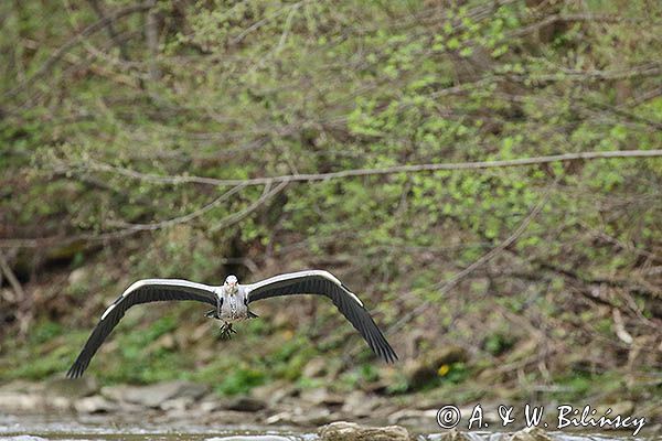 czapla siwa Ardea cinerea