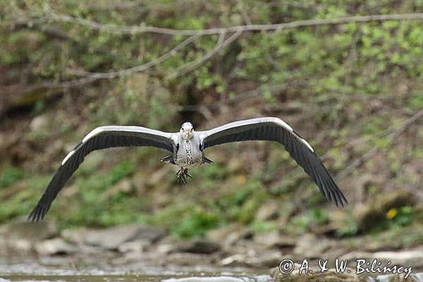 czapla siwa Ardea cinerea