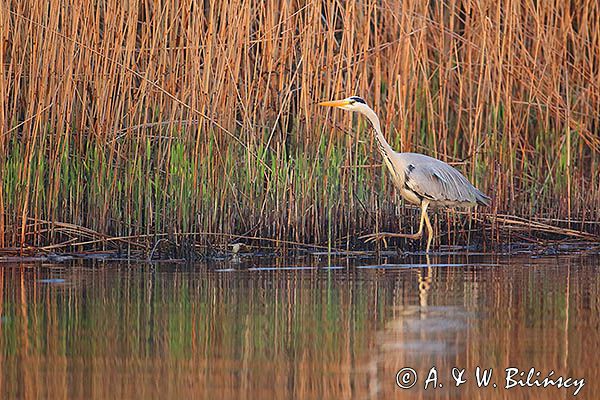 czapla siwa Ardea cinerea