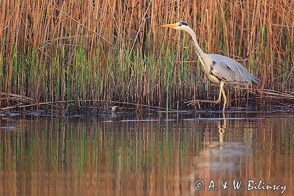 czapla siwa Ardea cinerea