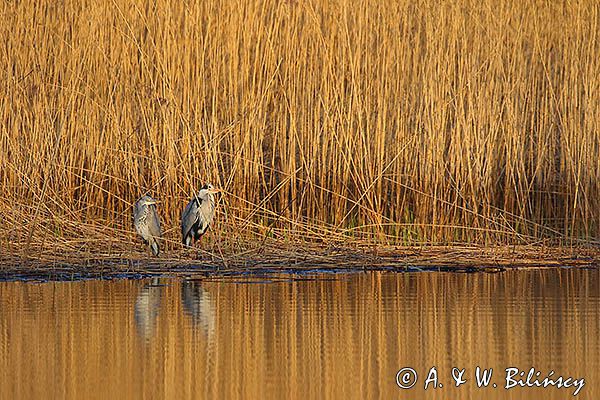 czapla siwa Ardea cinerea