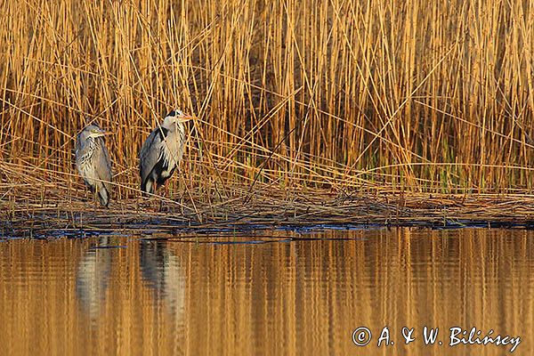 czapla siwa Ardea cinerea