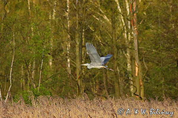 czapla siwa Ardea cinerea