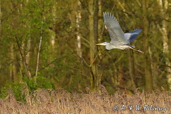 czapla siwa Ardea cinerea