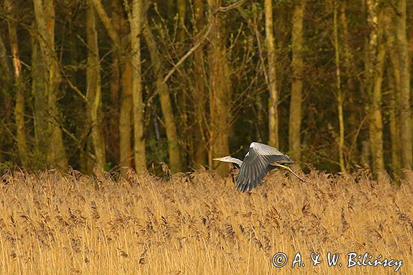 czapla siwa Ardea cinerea