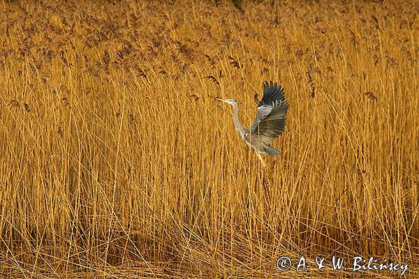 czapla siwa Ardea cinerea