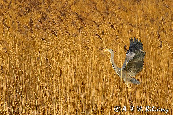 czapla siwa Ardea cinerea