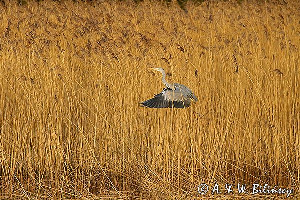 czapla siwa Ardea cinerea