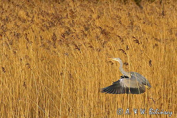 czapla siwa Ardea cinerea