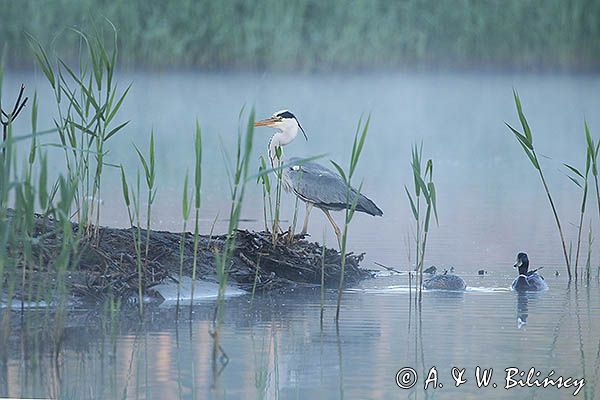 czapla siwa Ardea cinerea