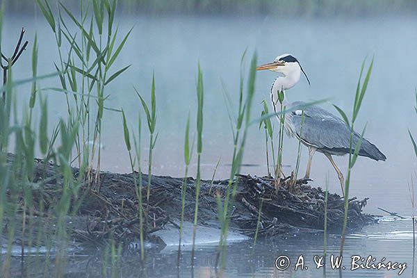 czapla siwa Ardea cinerea