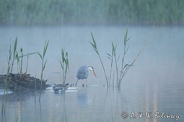 czapla siwa Ardea cinerea