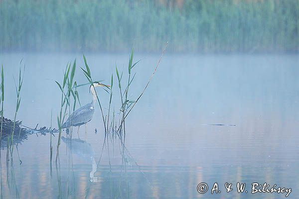 czapla siwa Ardea cinerea