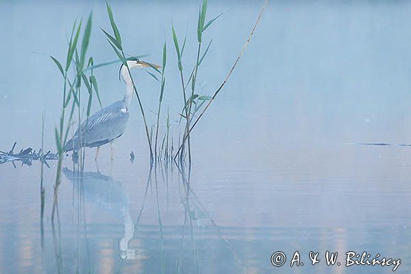 czapla siwa Ardea cinerea