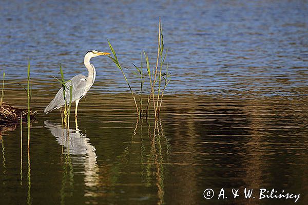 czapla siwa Ardea cinerea