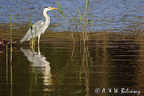 czapla siwa Ardea cinerea