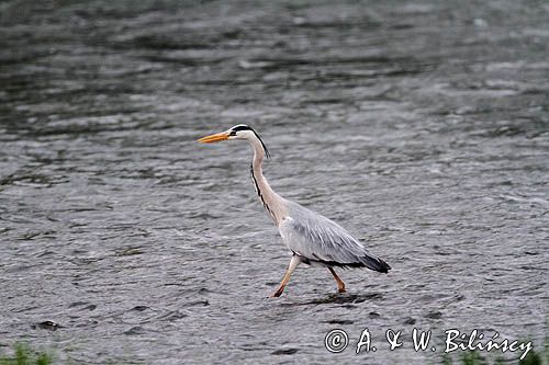 czapla siwa, Ardea cinerea, rzeka San, Pogórze Dynowskie