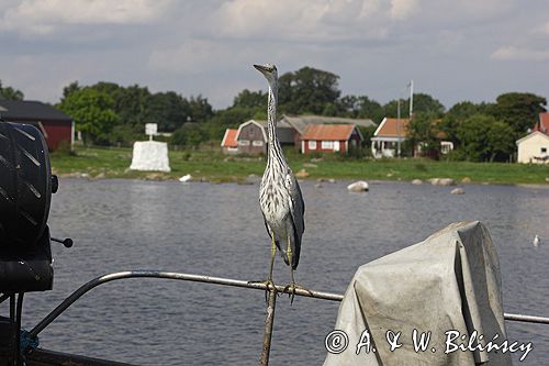 czapla siwa Ardea cinerea port Sandhamn, południowo-wschodni kraniec Szwecji, Blekinge