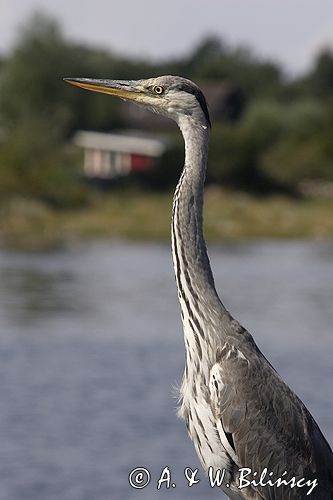 czapla siwa Ardea cinerea port Sandhamn, południowo-wschodni kraniec Szwecji, Blekinge