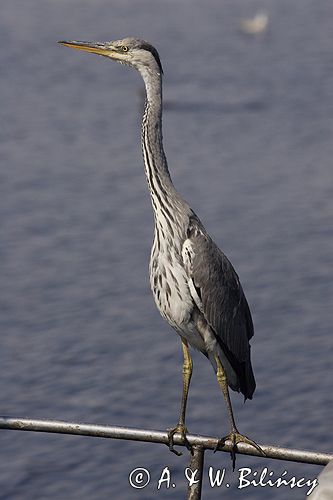 czapla siwa Ardea cinerea port Sandhamn, południowo-wschodni kraniec Szwecji, Blekinge