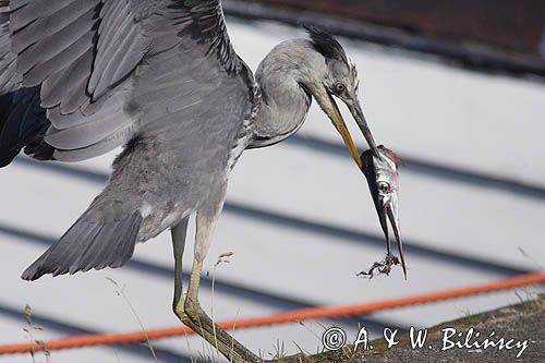 czapla siwa Ardea cinerea port Sandhamn, południowo-wschodni kraniec Szwecji, Blekinge