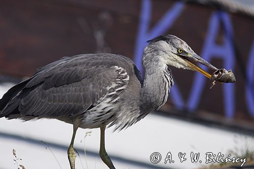 czapla siwa Ardea cinerea port Sandhamn, południowo-wschodni kraniec Szwecji, Blekinge