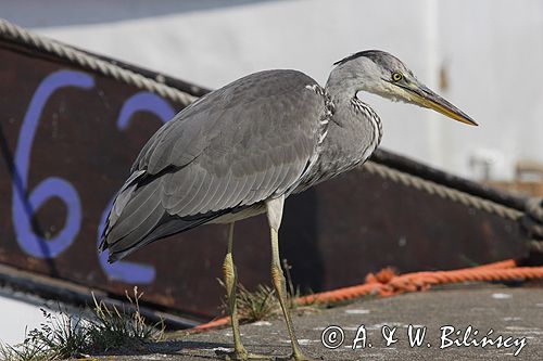 czapla siwa Ardea cinerea port Sandhamn, południowo-wschodni kraniec Szwecji, Blekinge