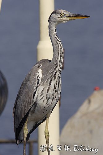 czapla siwa Ardea cinerea port Sandhamn, południowo-wschodni kraniec Szwecji, Blekinge