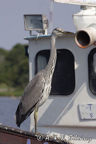 czapla siwa Ardea cinerea port Sandhamn, południowo-wschodni kraniec Szwecji, Blekinge