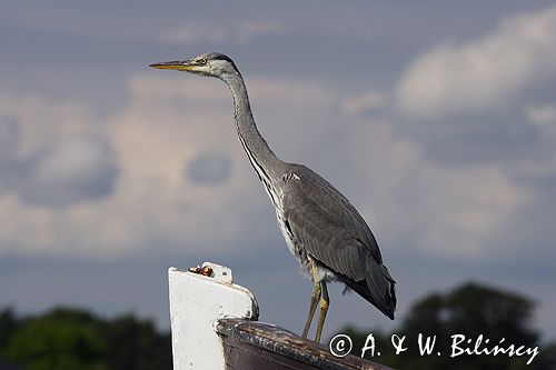 czapla siwa Ardea cinerea port Sandhamn, południowo-wschodni kraniec Szwecji, Blekinge