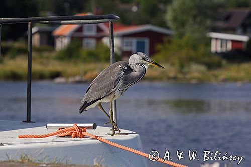 czapla siwa Ardea cinerea port Sandhamn, południowo-wschodni kraniec Szwecji, Blekinge