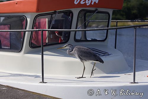 czapla siwa Ardea cinerea port Sandhamn, południowo-wschodni kraniec Szwecji, Blekinge