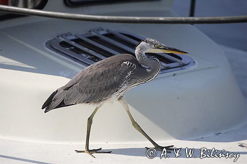 czapla siwa Ardea cinerea port Sandhamn, południowo-wschodni kraniec Szwecji, Blekinge