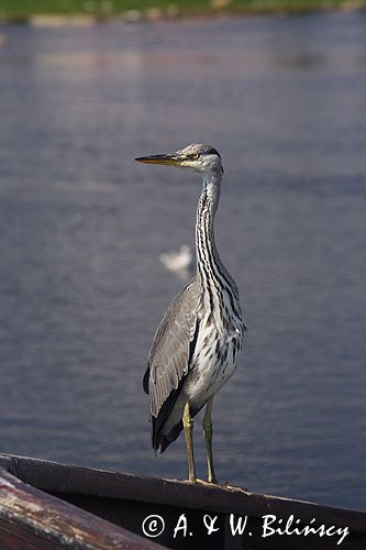 czapla siwa Ardea cinerea port Sandhamn, południowo-wschodni kraniec Szwecji, Blekinge