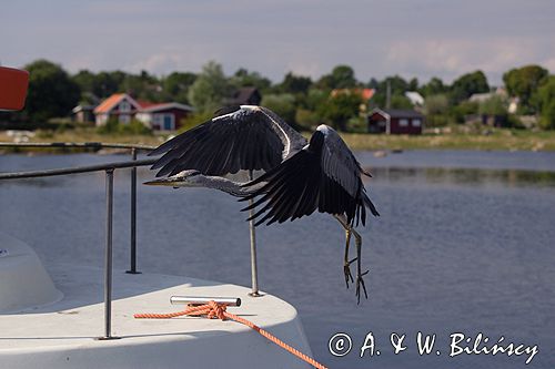 czapla siwa Ardea cinerea port Sandhamn, południowo-wschodni kraniec Szwecji, Blekinge