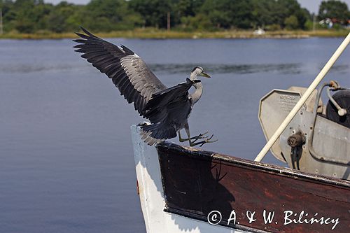 czapla siwa Ardea cinerea port Sandhamn, południowo-wschodni kraniec Szwecji, Blekinge