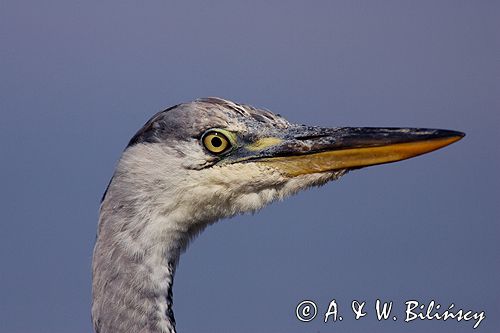 czapla siwa Ardea cinerea port Sandhamn, południowo-wschodni kraniec Szwecji, Blekinge