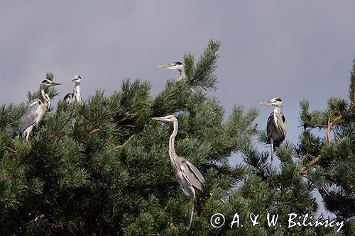 czapla siwa Ardea cinerea kolonia