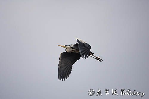 czapla siwa Ardea cinerea