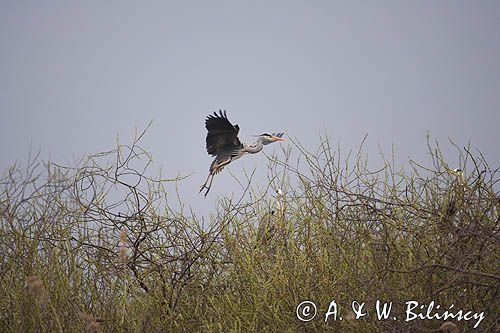 czapla siwa Ardea cinerea