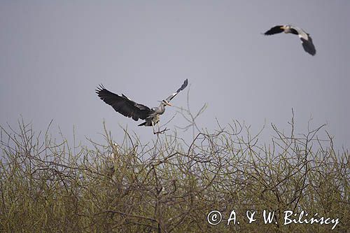 czapla siwa Ardea cinerea