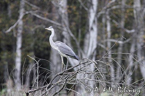 czapla siwa, Ardea cinerea